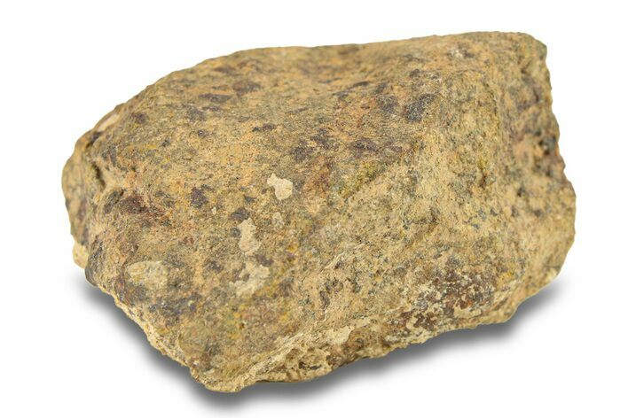 Gold Basin Chondrite Meteorite ( g) - Arizona #282833